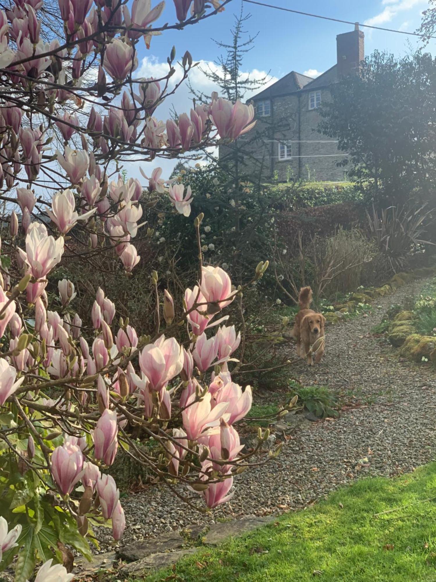 Maristow Cottages, Overlook Tamar Valley Dartmoor Плимът Екстериор снимка